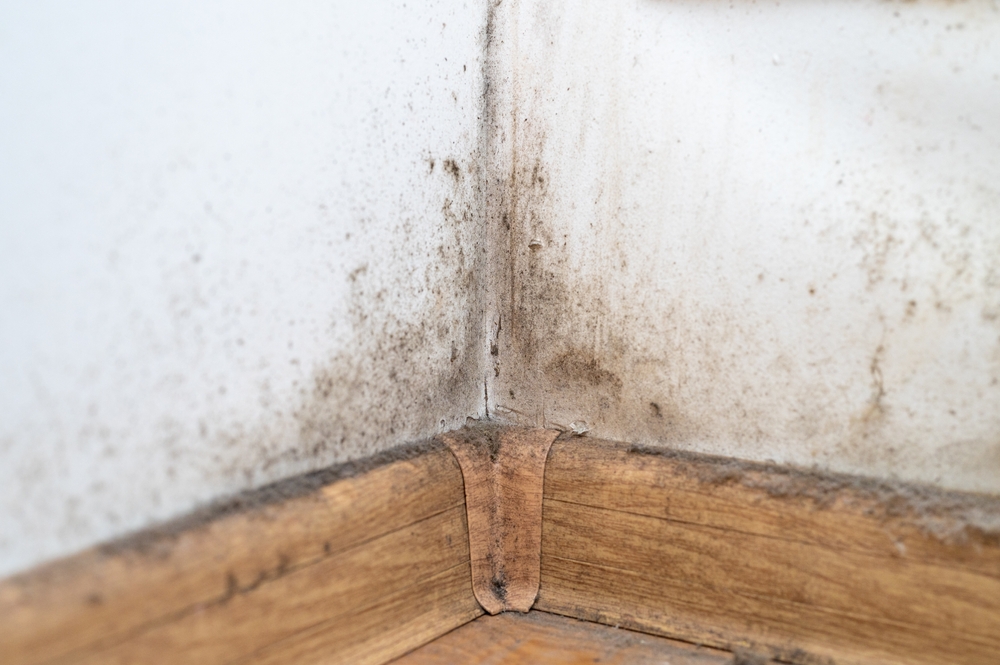 Hout schimmel verwijderen