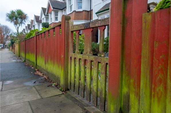 Groene aanslag op houten schutting